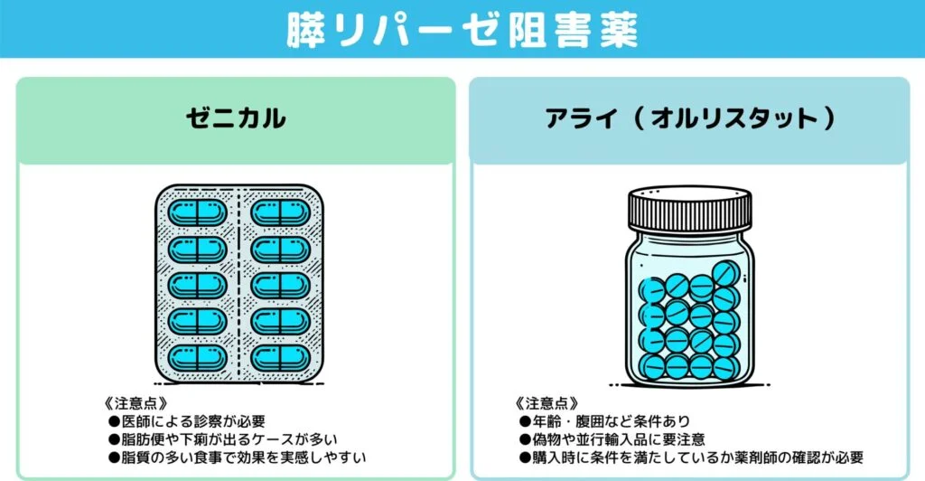 主要タイプ④：膵リパーゼ阻害薬図解